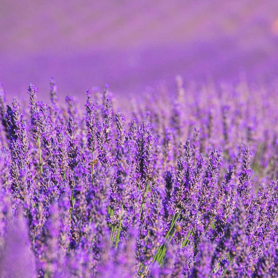 Restoration Oil Treatment - Lavanda
